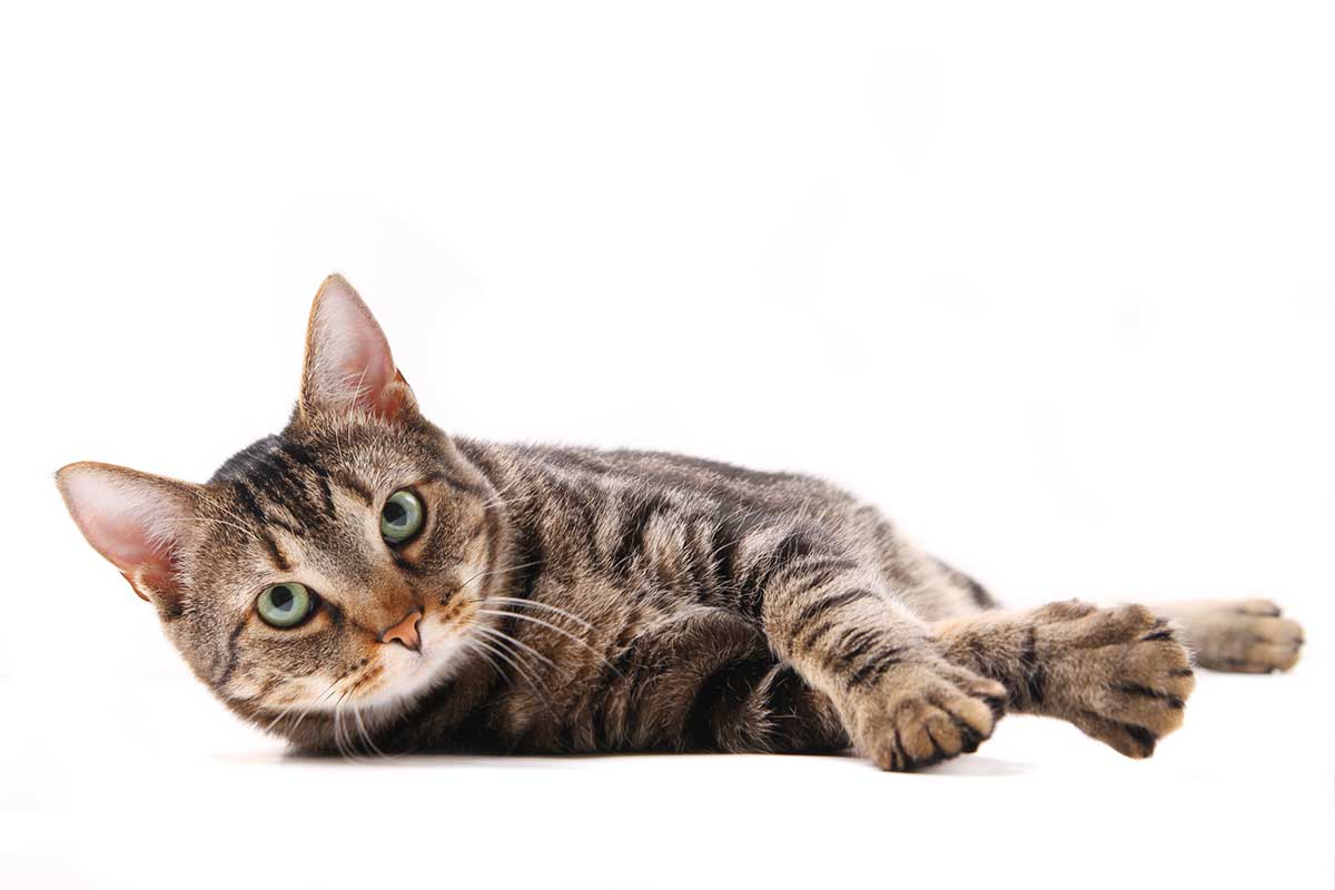 Cat laying down looking upwards