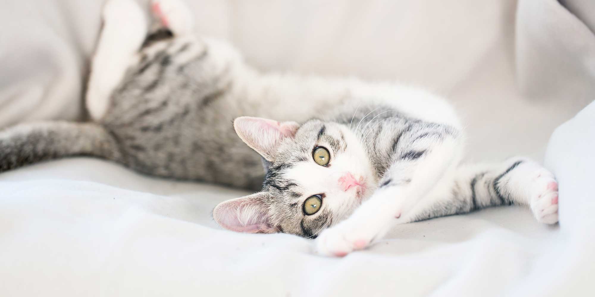 A grey and white cat stretching playfully