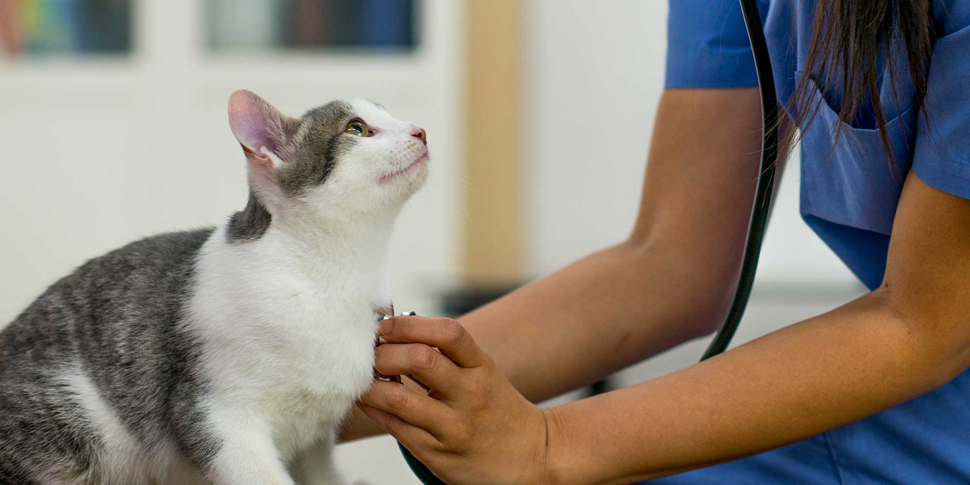 White and grey cat being examined