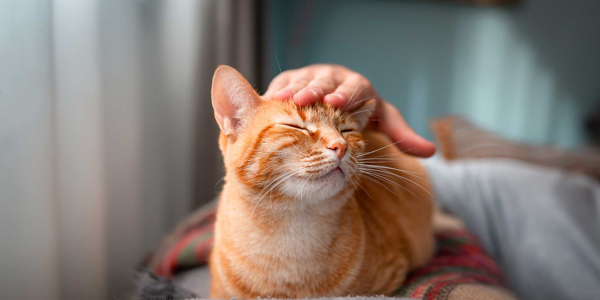 An orange and white cat being petted