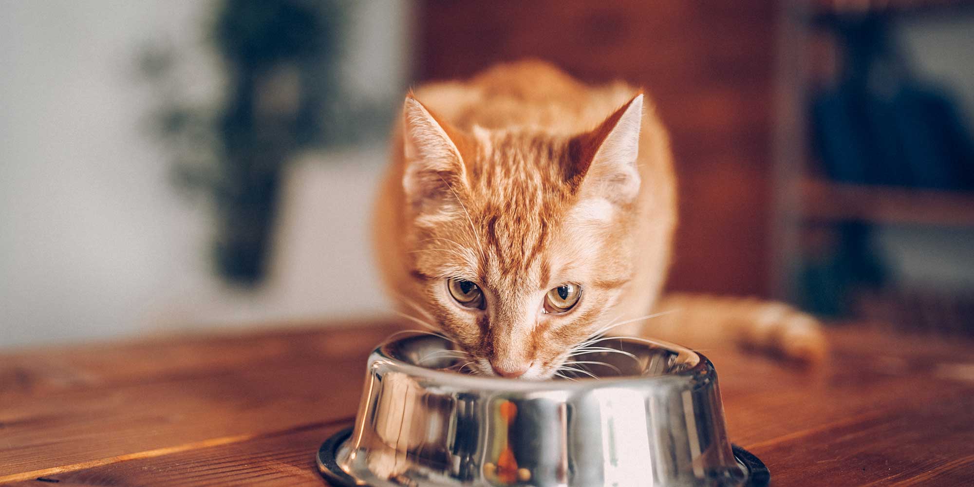 An orange cat eating from a bowl