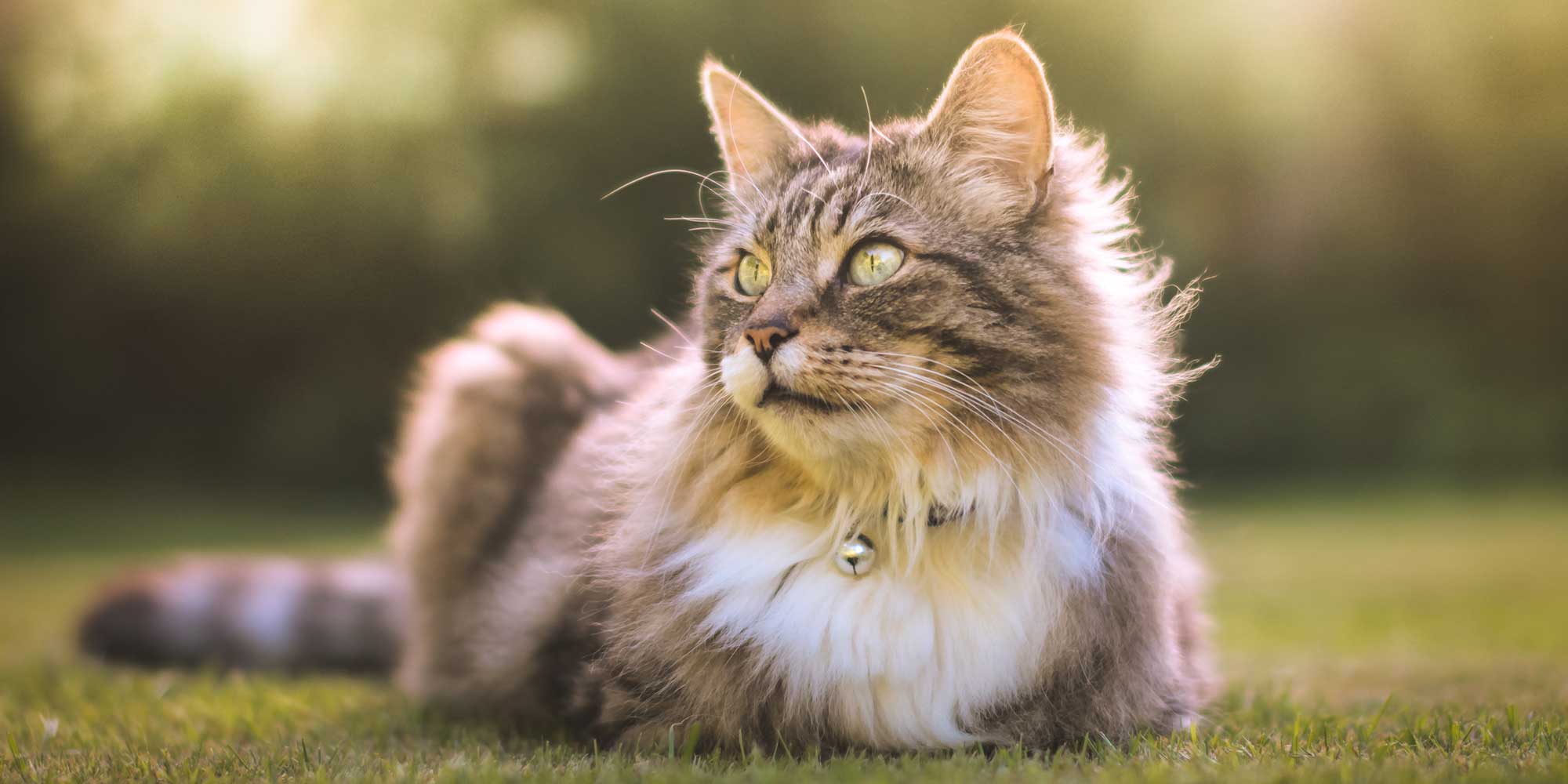 A brown and tan cat laying in the sun