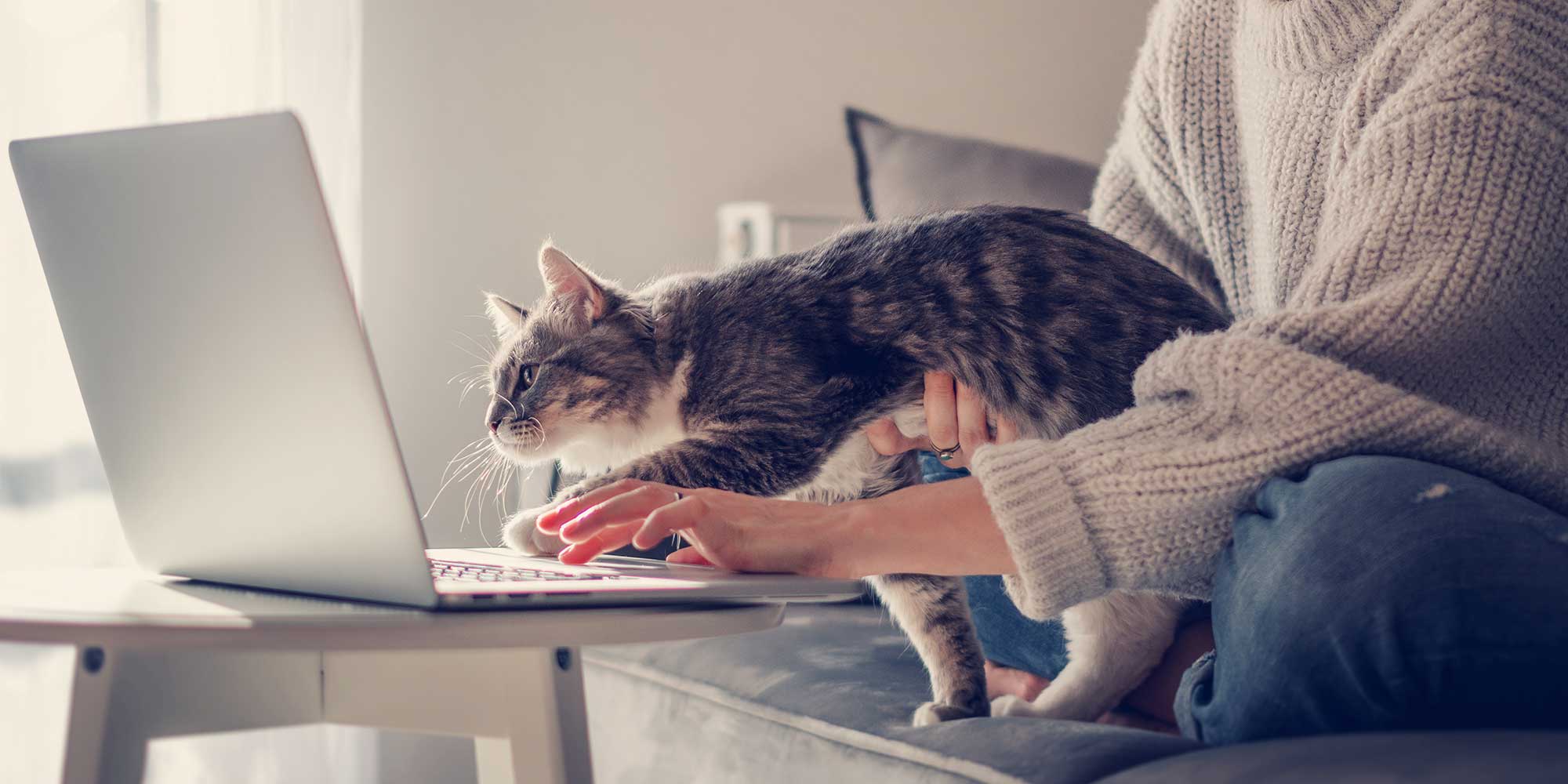 A grey and white cat checking out a computer