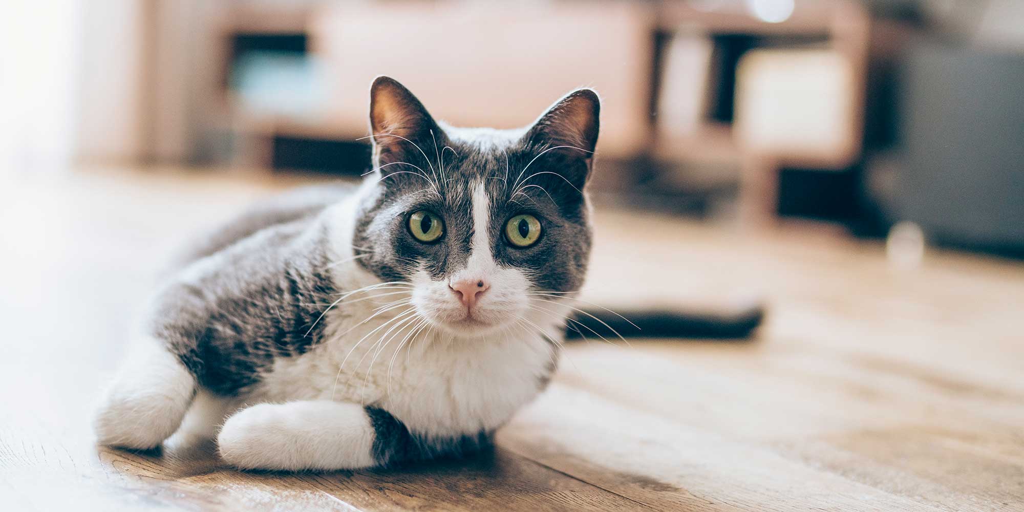 A gray and white cat looking at you