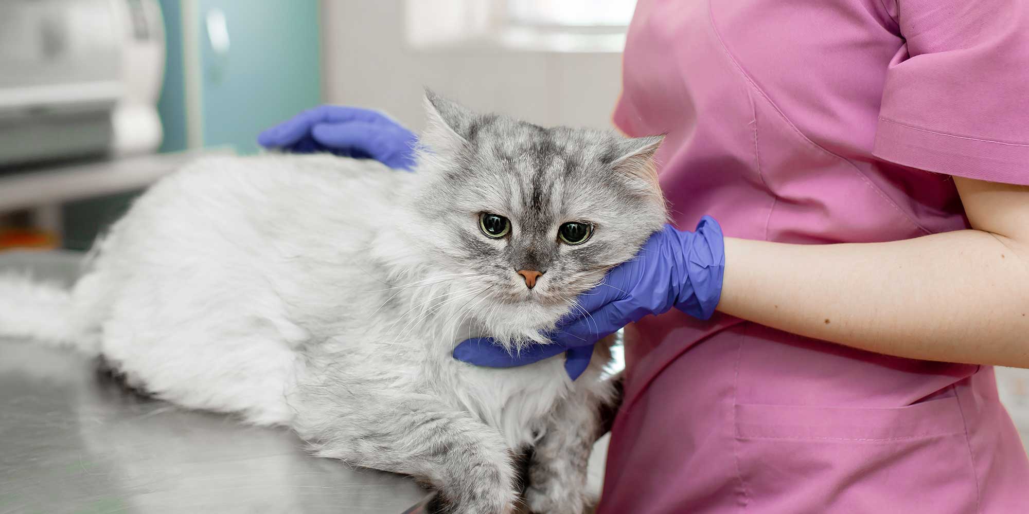 A cat being treated in the clinic