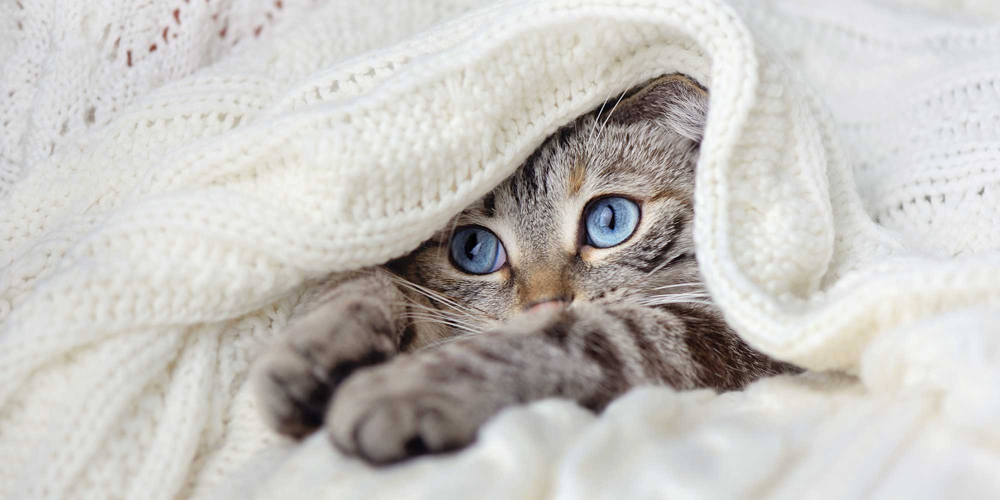 A tabby cat hiding in a blanket