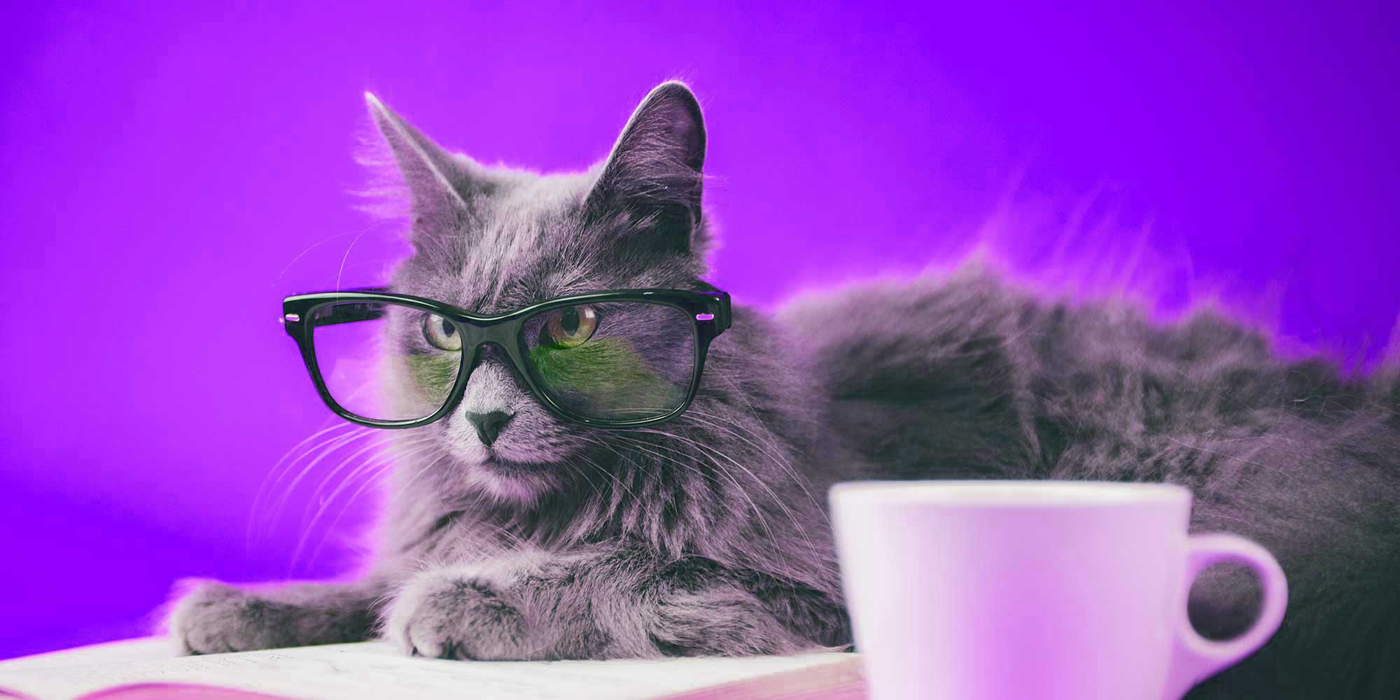 A grey cat wearing spectacles
