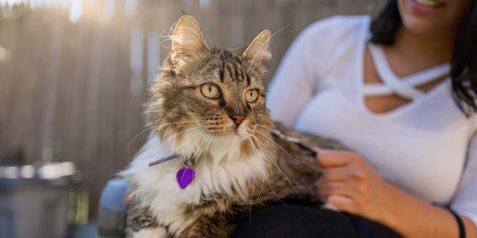 A cat sitting in their favorite lap