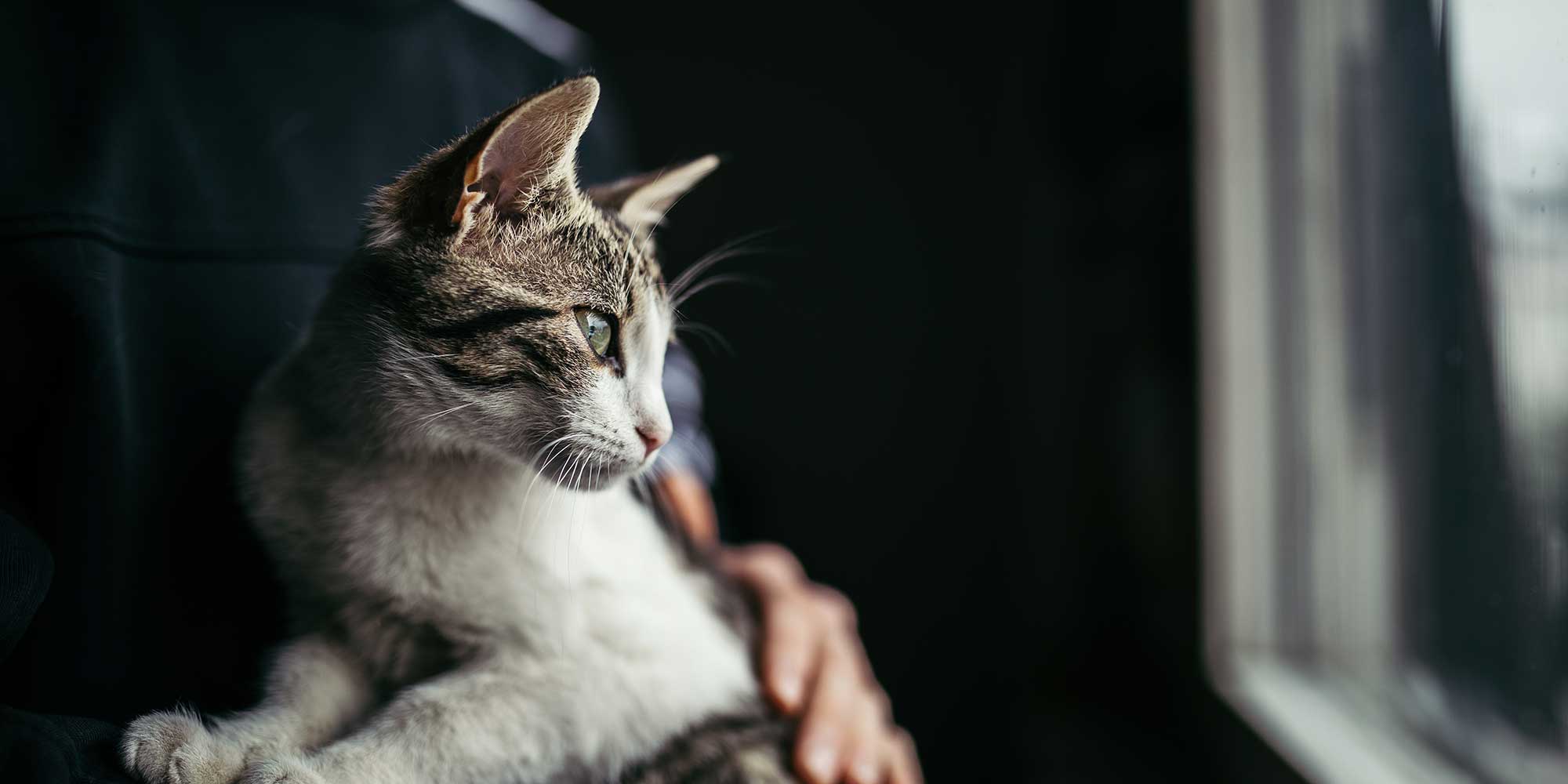 Brown and white cat with their human