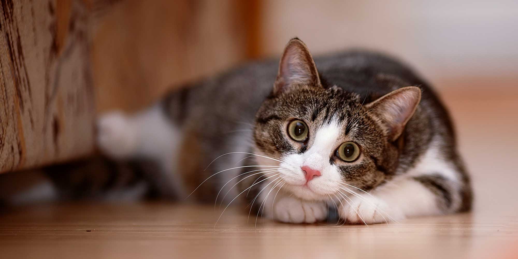 A tabby cat looking playful