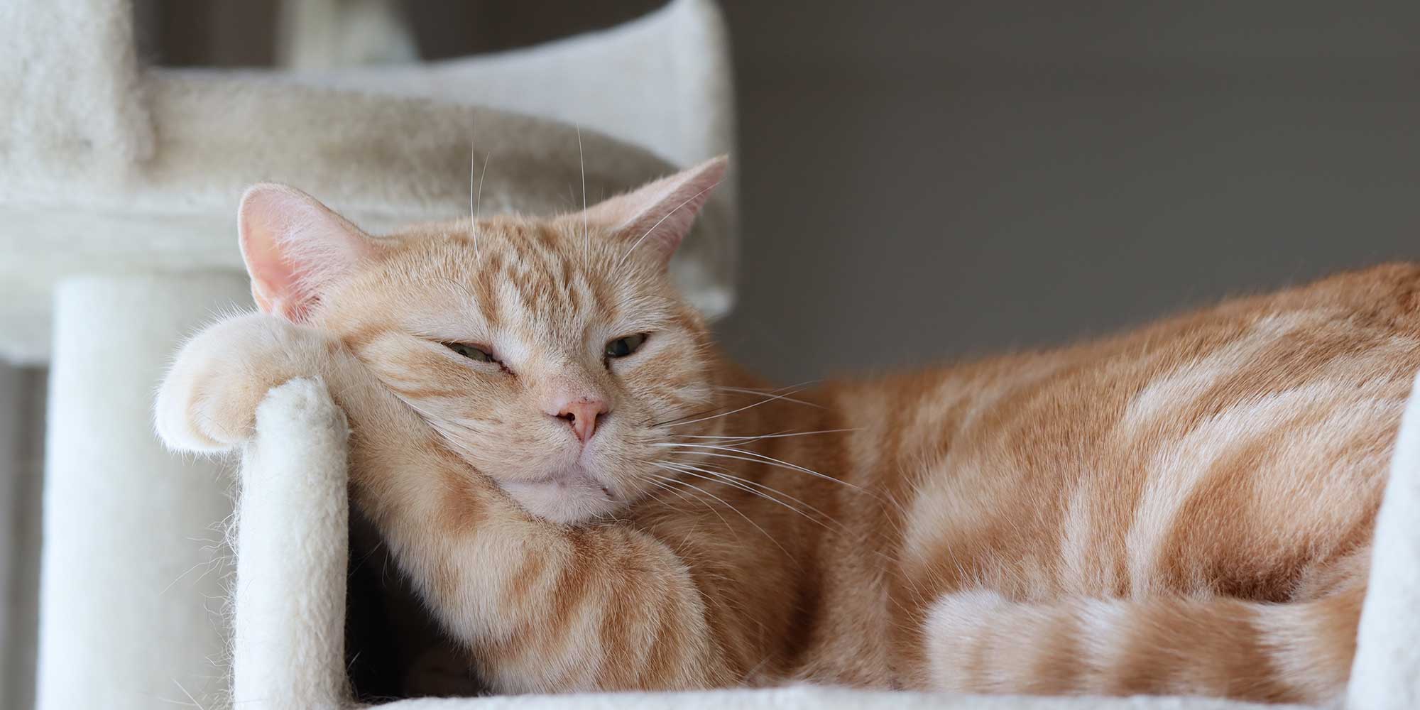 A tan and cream colored cat sleeping lazily