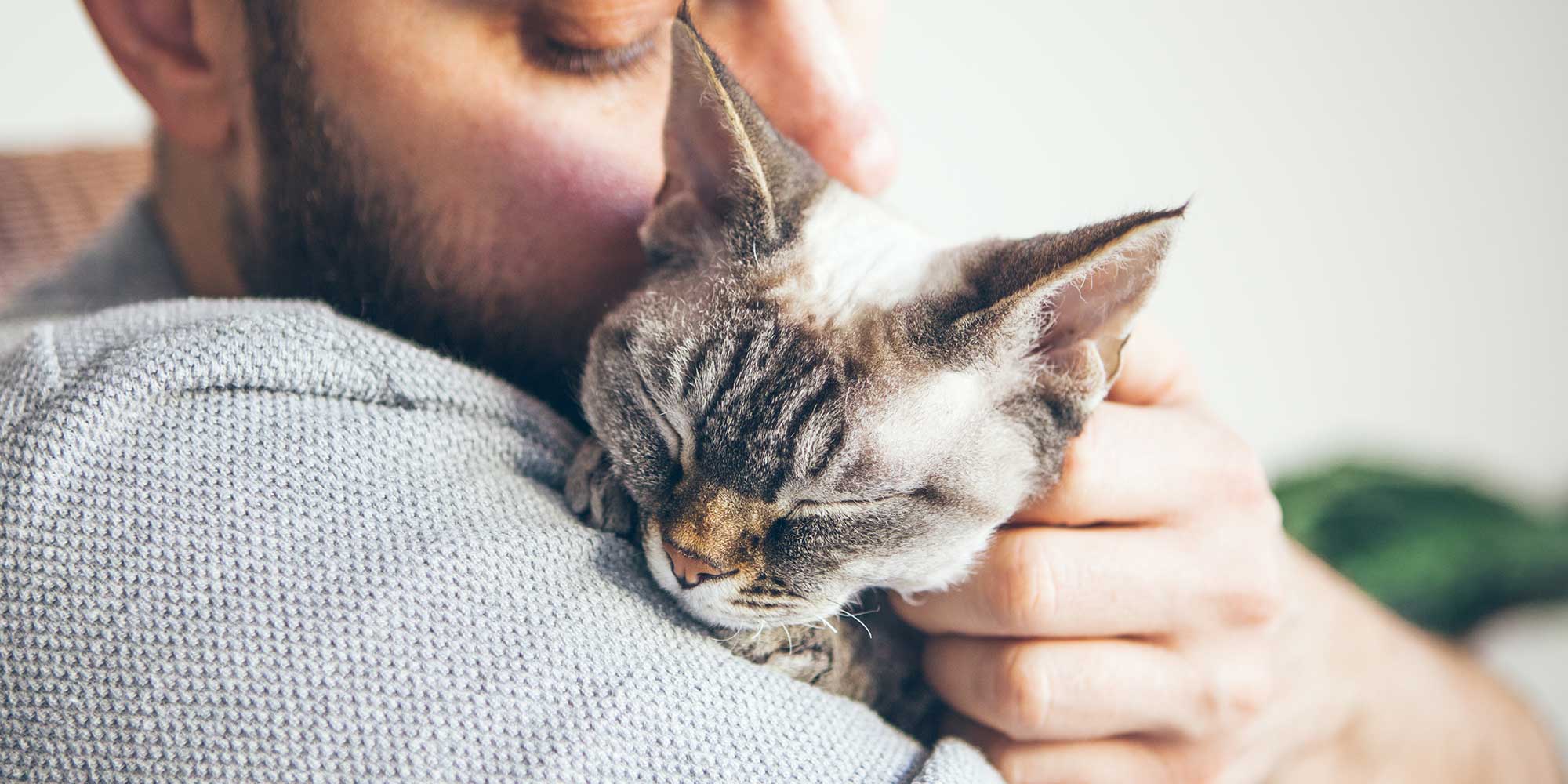 A cat sleeping on a shoulder