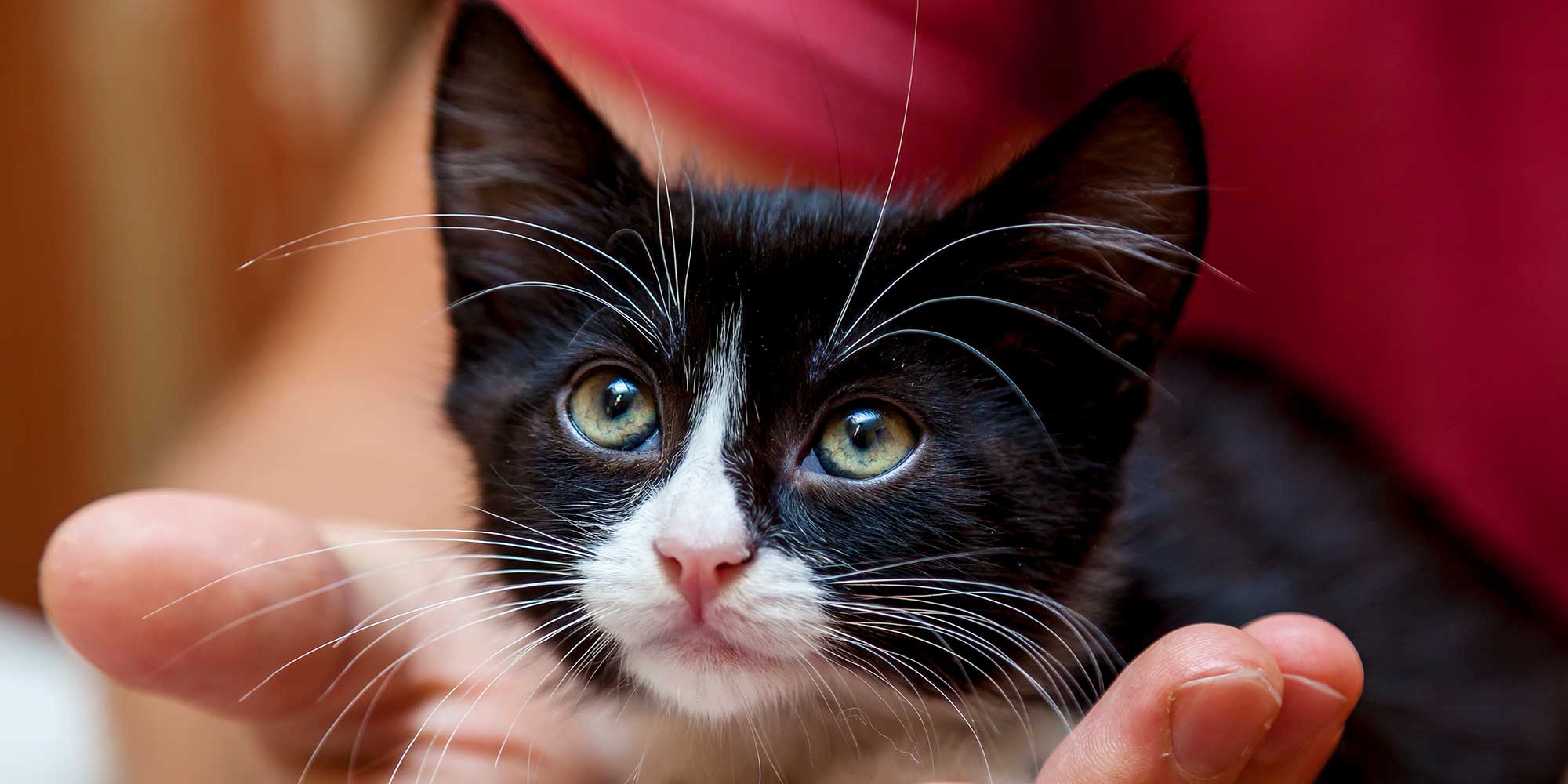 A black and white kitten