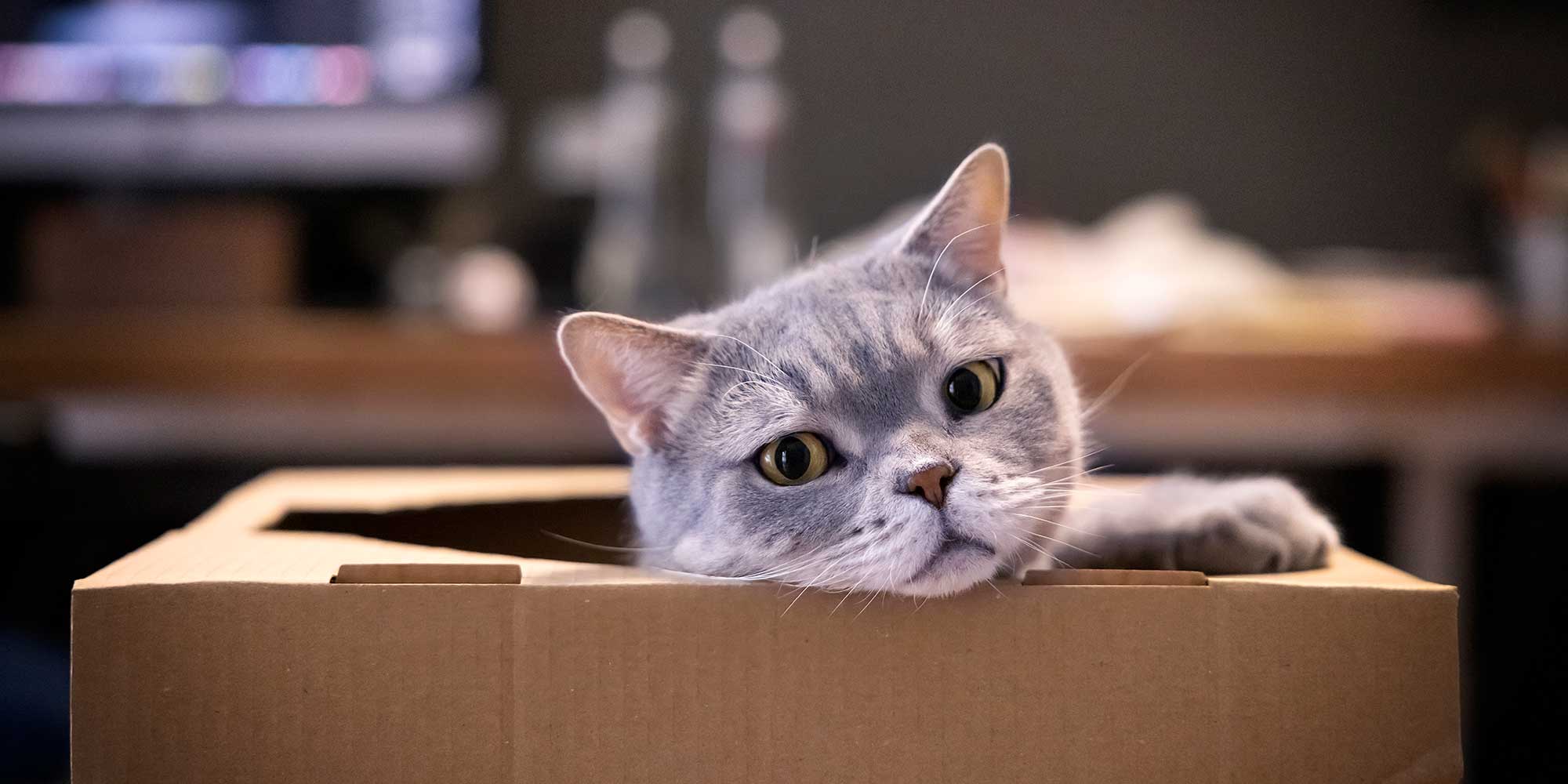 A grey cat laying in a box