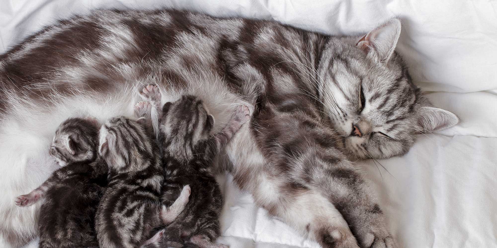 A tiger striped mama cat with her kittens