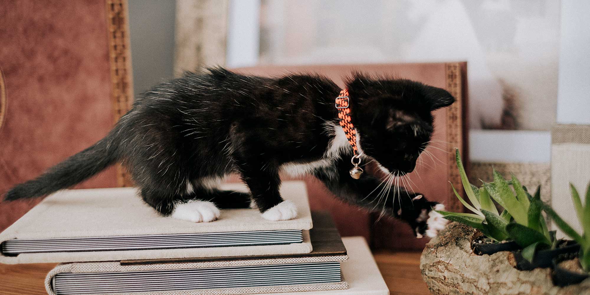 A black and white kitten playing with a plant