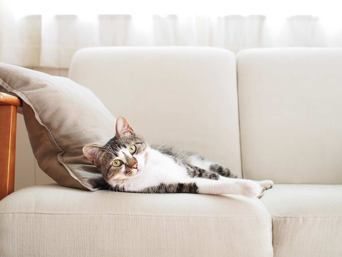 Cat on a couch