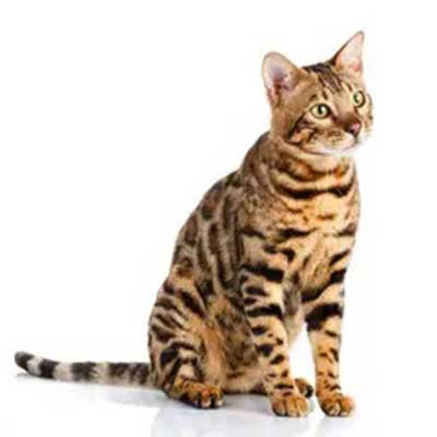 Tiger-striped cat