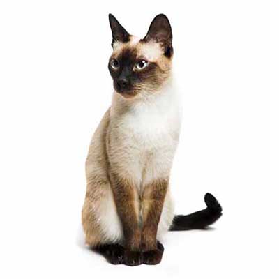 Siamese cat