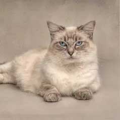 A grey cat