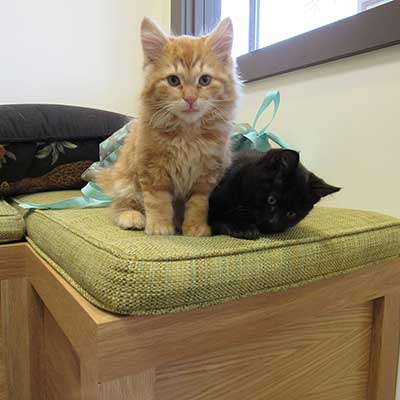 Kitties Love Our Exam Rooms - They think they are visiting a home, not the vet.