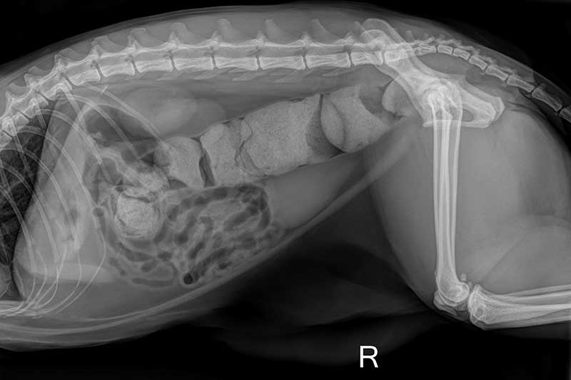 A digital radiograph