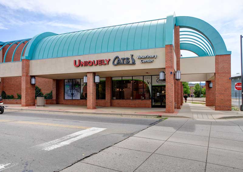 Carousel Slide 2: Learn more about our cats ONLY practice